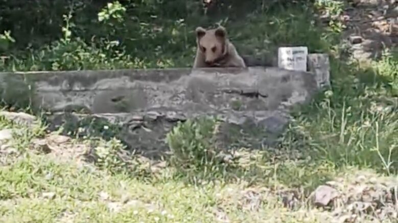 cesmede serinleyen ayi kamerada hzJJWU8w