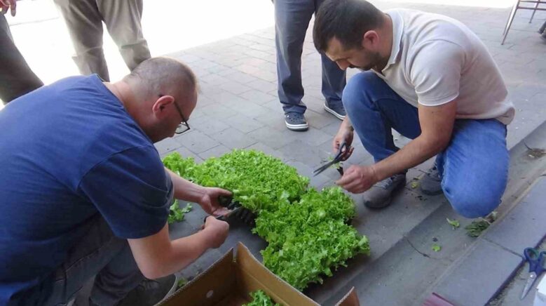 ciftcilere 10 bin marul fidesi dagitildi 8rwW2z6q