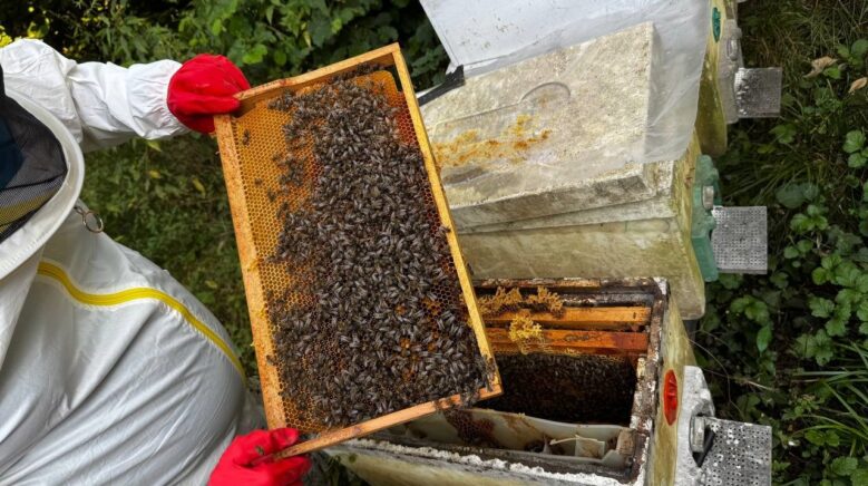 dedesinin nasihatiyle basladi simdi 1 ton bal hedefliyor ucWtNiOC