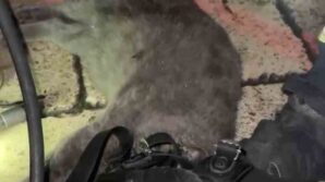 dumandan etkilenen kediyi oksijen maskesiyle kurtardilar miNLGL3D