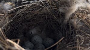 ekskavatore yuva yapan kus icin calismalar durduruldu eJvbP6rC