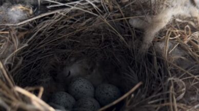 ekskavatore yuva yapan kus icin calismalar durduruldu eJvbP6rC