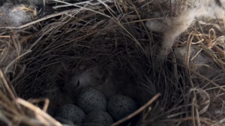 ekskavatore yuva yapan kus icin calismalar durduruldu eJvbP6rC