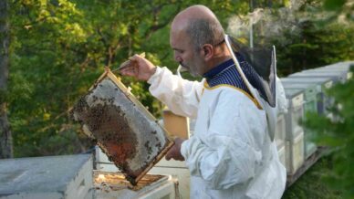 filmlere konu olan deli balda uretim sezonu suruyor 8B2IucQA