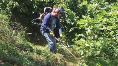 findik bahcelerinde yuksek verim icin temizlik calismalari basladi miYRfucQ