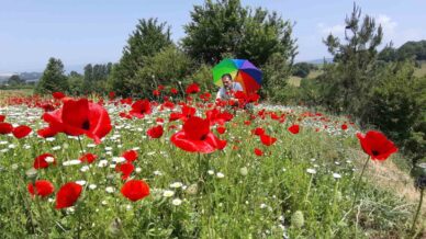gelincik ve papatya tarlasi fotograf tutkunlarina gorsel solen sunuyor Kz7P96RW