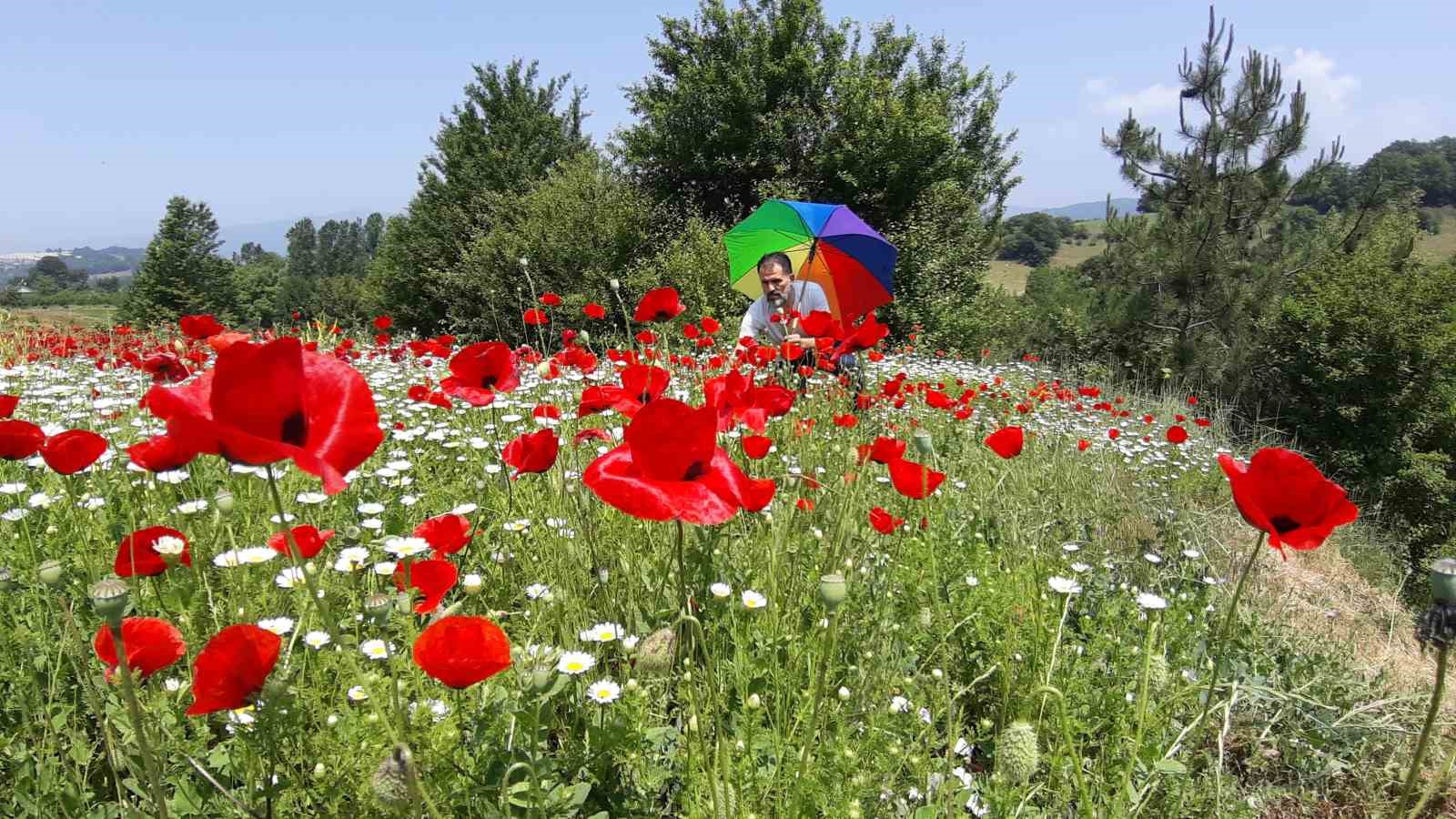 gelincik ve papatya tarlasi fotograf tutkunlarina gorsel solen sunuyor Kz7P96RW