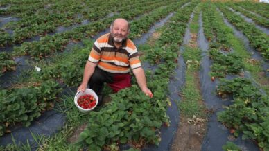 gezen tavuktan cilege dogal uretim seruveni suruyor djGtuBD1