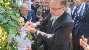 giresunda kahverengi kokarcaya karsi samuray arilari salinmaya baslandi l9ATP21H