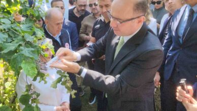 giresunda kahverengi kokarcaya karsi samuray arilari salinmaya baslandi l9ATP21H