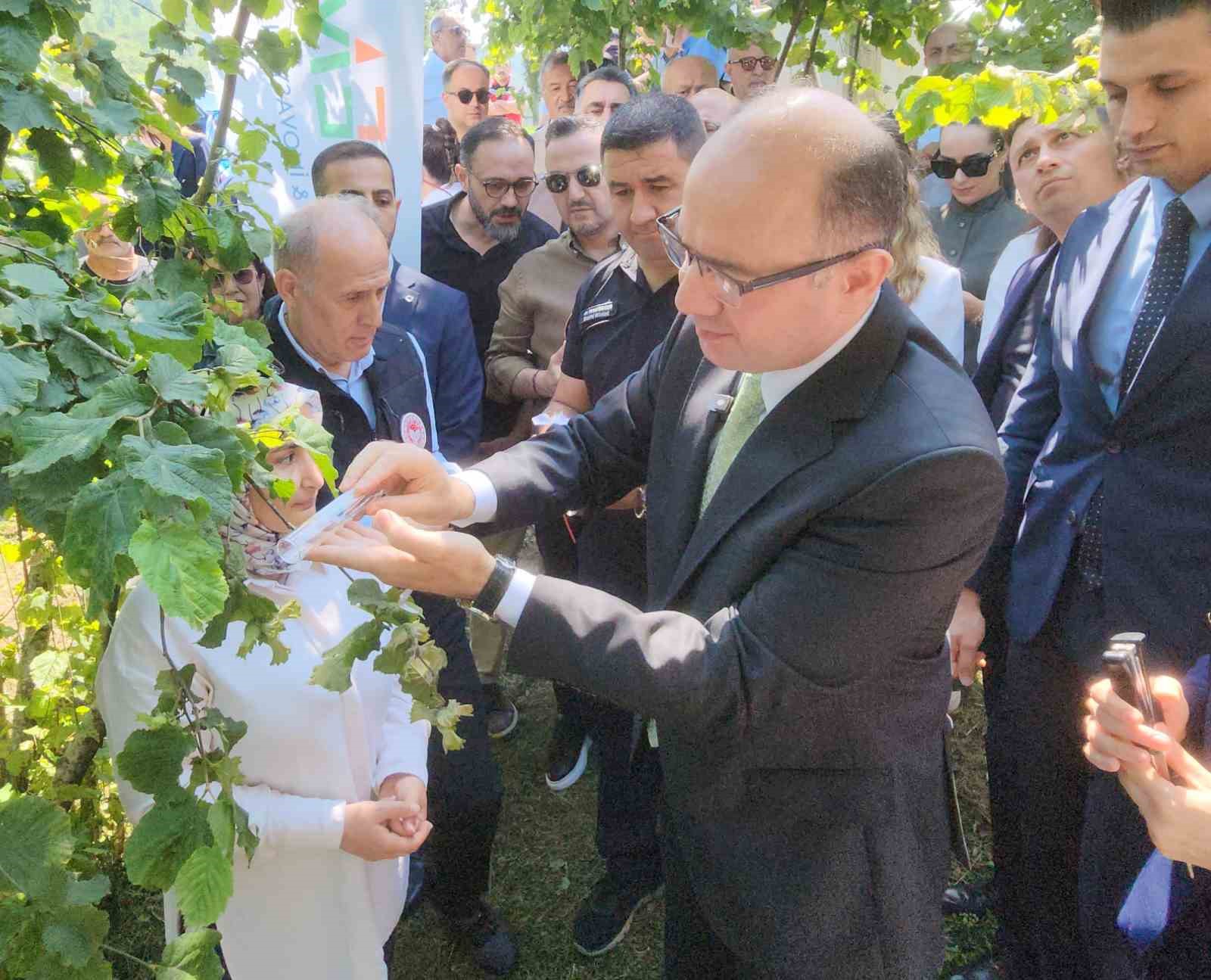 giresunda kahverengi kokarcaya karsi samuray arilari salinmaya baslandi l9ATP21H