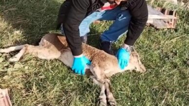 gumushanede baygin bulunan yaban kecisi kalp masajiyla hayata donduruldu CKnDygPF