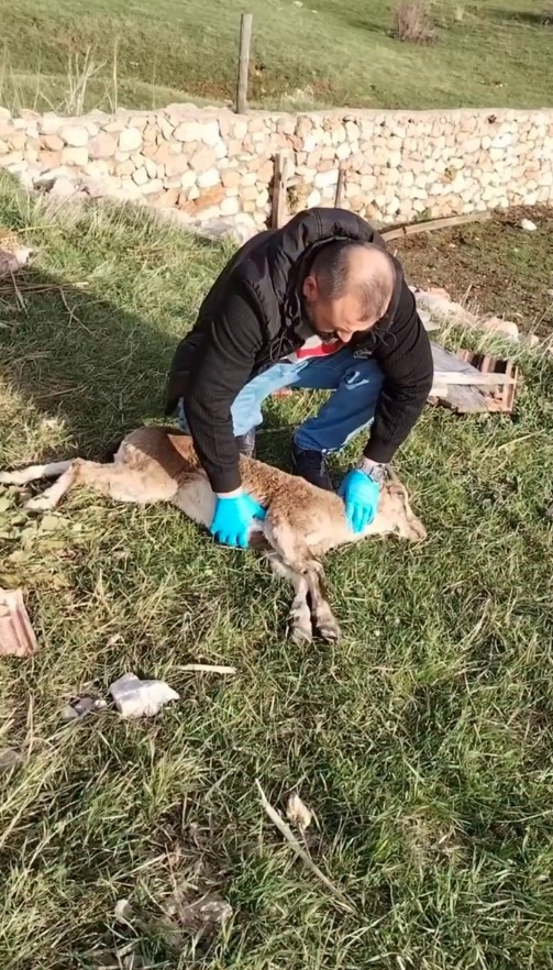 gumushanede baygin bulunan yaban kecisi kalp masajiyla hayata donduruldu CKnDygPF