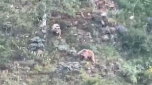 gumushanede koye inen ayilar boyle goruntulendi C2XLjVdx