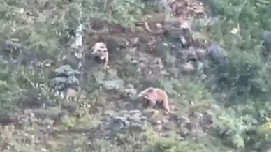 gumushanede koye inen ayilar boyle goruntulendi C2XLjVdx