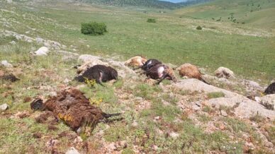gumushanede yaylaya dusen yildirim 18 koyunu telef etti sYvSjsNC