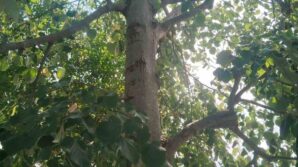 ihlamur agacindan dusen kadin yaralandi kr8OuyQB