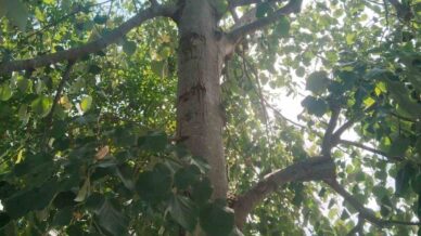 ihlamur agacindan dusen kadin yaralandi kr8OuyQB