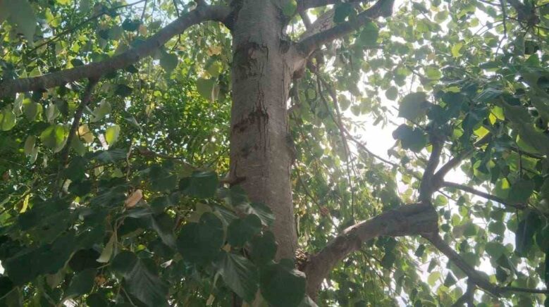 ihlamur agacindan dusen kadin yaralandi kr8OuyQB