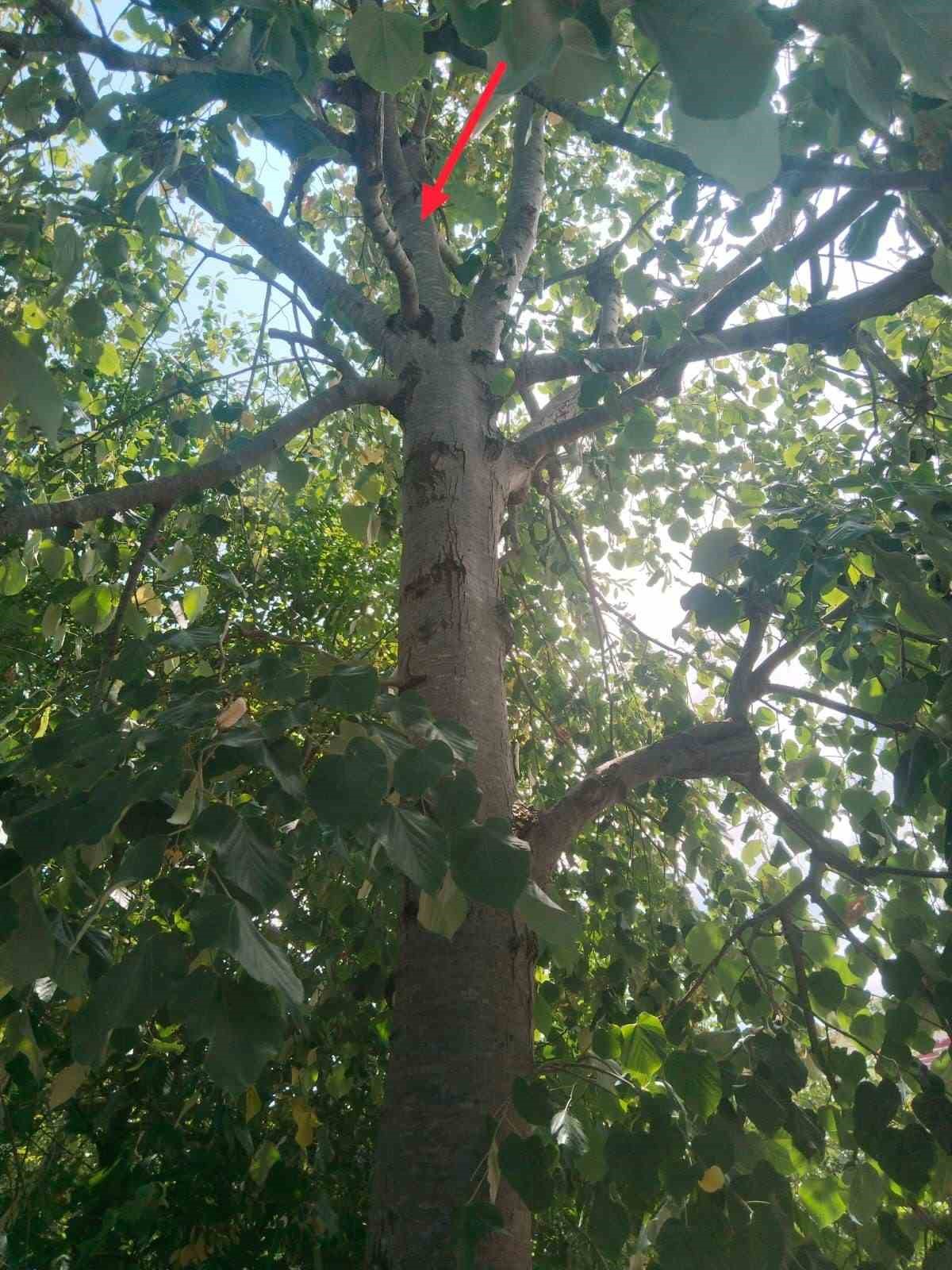 ihlamur agacindan dusen kadin yaralandi kr8OuyQB