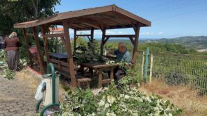 ihlamur agaclarinda mis kokulu hasat basladi Ra8hih9u