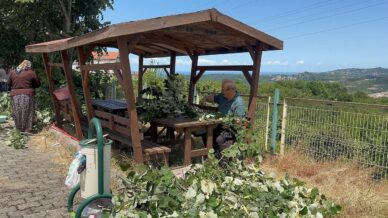 ihlamur agaclarinda mis kokulu hasat basladi Ra8hih9u