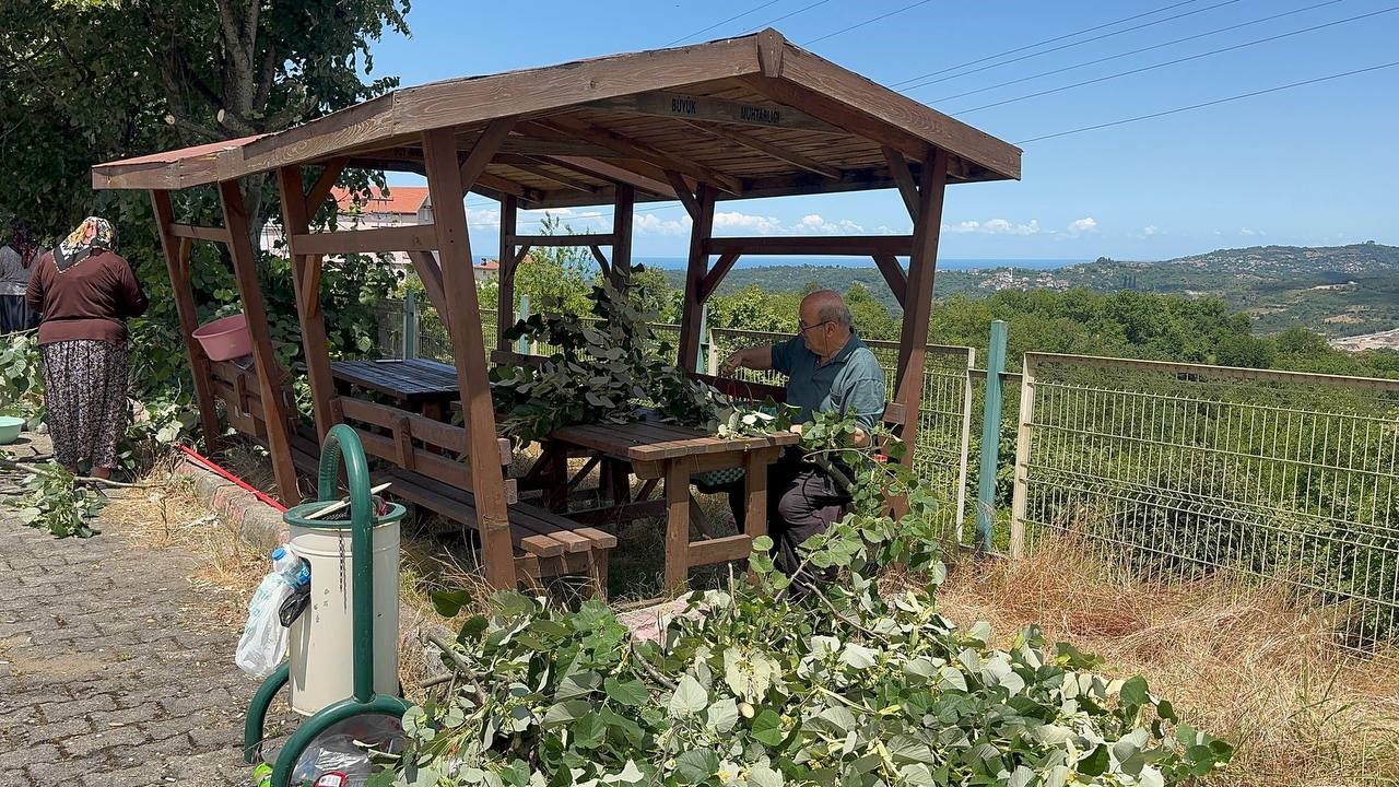 ihlamur agaclarinda mis kokulu hasat basladi Ra8hih9u