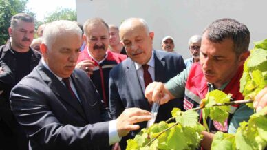 istilaci kokarcaya karsi samuray arisi umudu yK2KjhpD