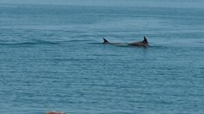 karadenizde yunus guzelligi OpgTaUkZ