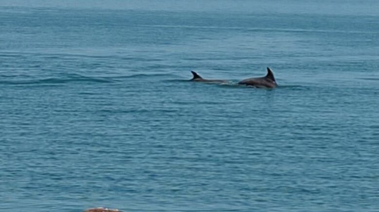 karadenizde yunus guzelligi OpgTaUkZ