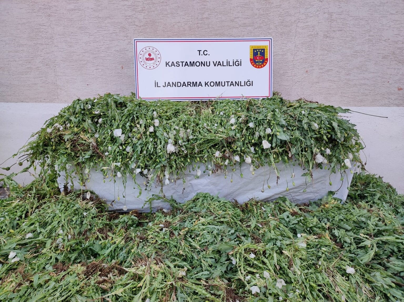 kastamonuda 120 bin kok hashas ele gecirildi Z2QpJgib