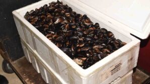 kastamonuda 45 kilogram sagliksiz midye ele gecirildi YwP7vuKW