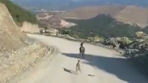 kastamonuda ayagi kirik yavru ceylan icin ekipler harekete gecti yJefVOqB