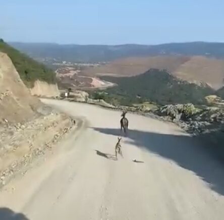 kastamonuda ayagi kirik yavru ceylan icin ekipler harekete gecti znSvMir5