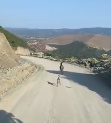 kastamonuda ayagi kirik yavru ceylan icin ekipler harekete gecti znSvMir5