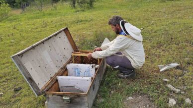 kastamonuda ayi bal kovanlarini parcaladi nV6XR54A