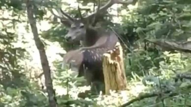 kastamonuda benekli kizil geyik goruntulendi 2jZPmFFK