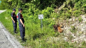 kastamonuda yarali halde bulunan karacalar tedavi altina alindi AkAaqvip