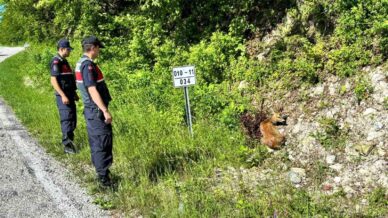 kastamonuda yarali halde bulunan karacalar tedavi altina alindi AkAaqvip