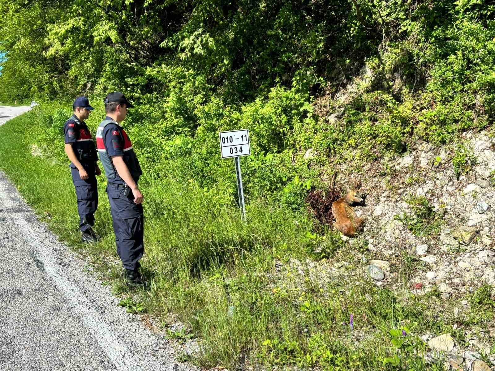 kastamonuda yarali halde bulunan karacalar tedavi altina alindi AkAaqvip