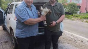 kastamonuda yarali halde bulunan sahin tedavi altina alindi ewkdkezG