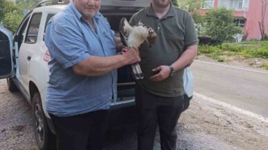 kastamonuda yarali halde bulunan sahin tedavi altina alindi ewkdkezG