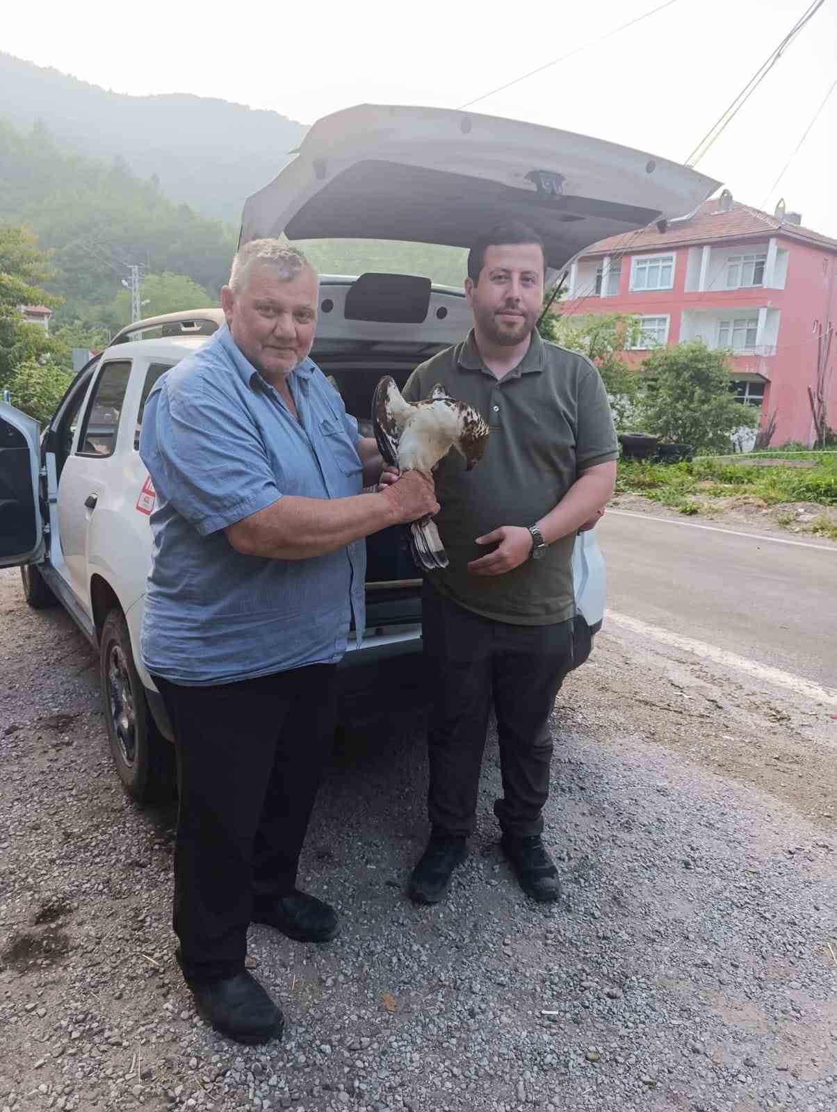 kastamonuda yarali halde bulunan sahin tedavi altina alindi ewkdkezG
