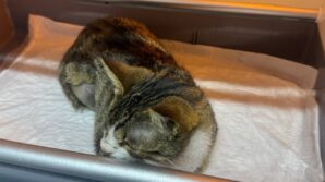 kedinin mesanesinden 2 santimlik tas cikarildi LRIA9CR9