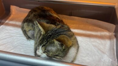 kedinin mesanesinden 2 santimlik tas cikarildi LRIA9CR9