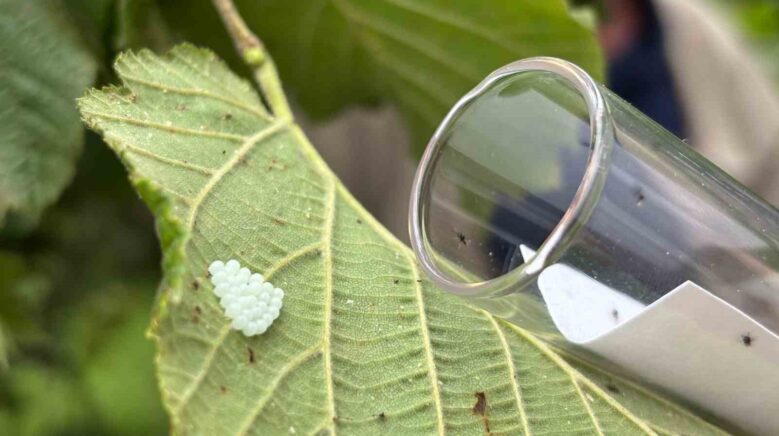 kendisi kucuk mucadelesi buyuk Inn7RvxT