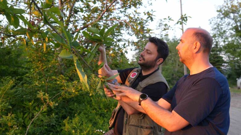 kestane agaclarini kurutan gal arisiyla mucadele suruyor kestane balinda verimin artmasi bekleniyor WKU8OO3H