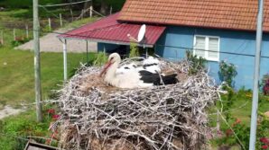 kizilirmak deltasinda gorsel solen leylekler mandalar atlar develer ve su papatyalari lBlSgFSR
