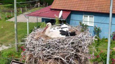 kizilirmak deltasinda gorsel solen leylekler mandalar atlar develer ve su papatyalari lBlSgFSR