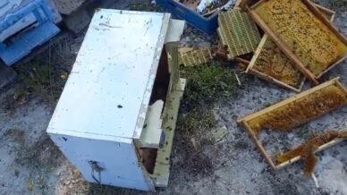 kovanlarina ayi saldirdi sukur bir tanesini parcalamis ayimiz medeniymis AMjYwCUp